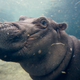 Fiona. Photo: AP